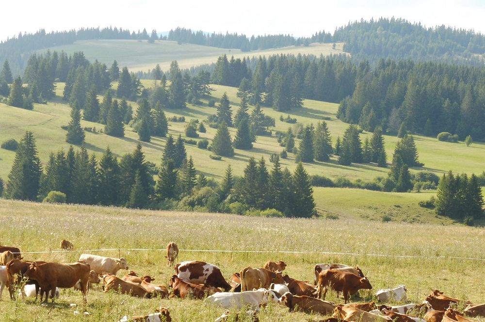 Chočské vrchy