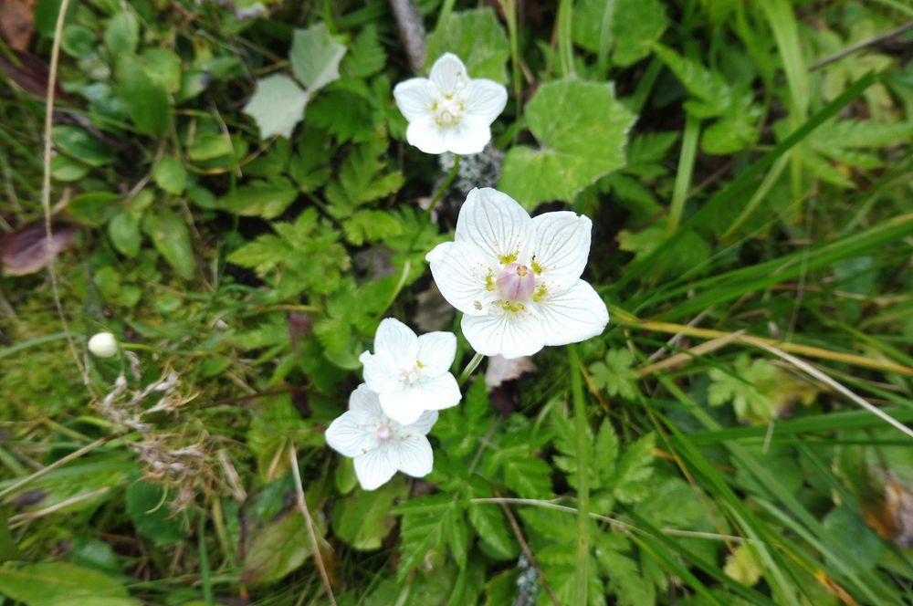 Chočské vrchy