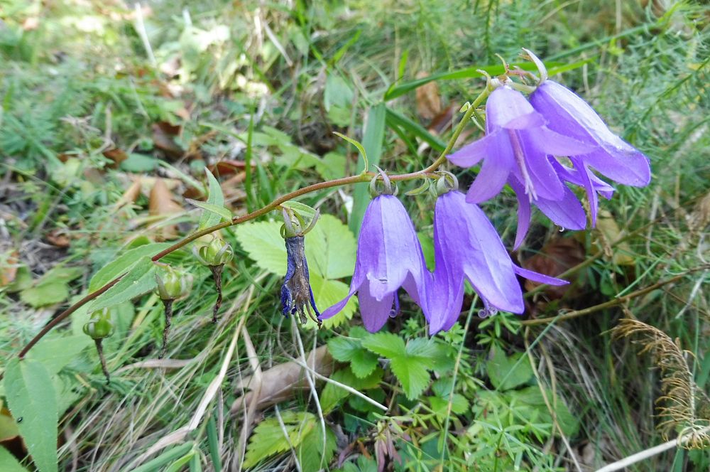  Levočské vrchy a Branisko 