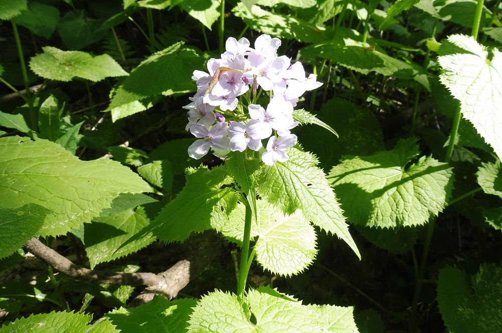  Loukami Bílých Karpat na Velkou Javořinu  