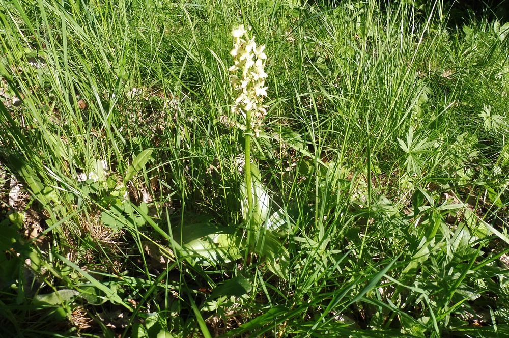  Loukami Bílých Karpat na Velkou Javořinu  