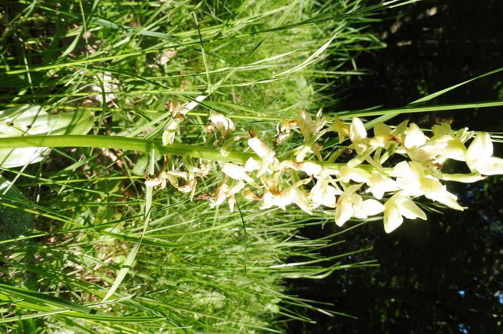  Loukami Bílých Karpat na Velkou Javořinu  
