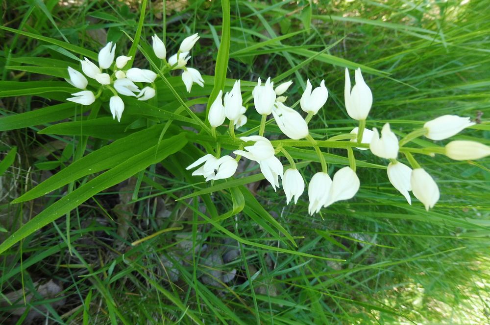  Loukami Bílých Karpat na Velkou Javořinu  
