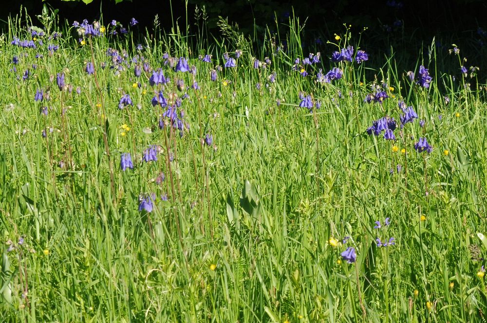  Loukami Bílých Karpat na Velkou Javořinu  