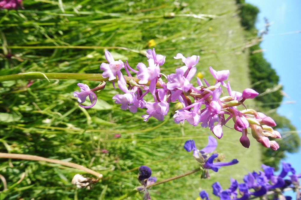  Loukami Bílých Karpat na Velkou Javořinu  