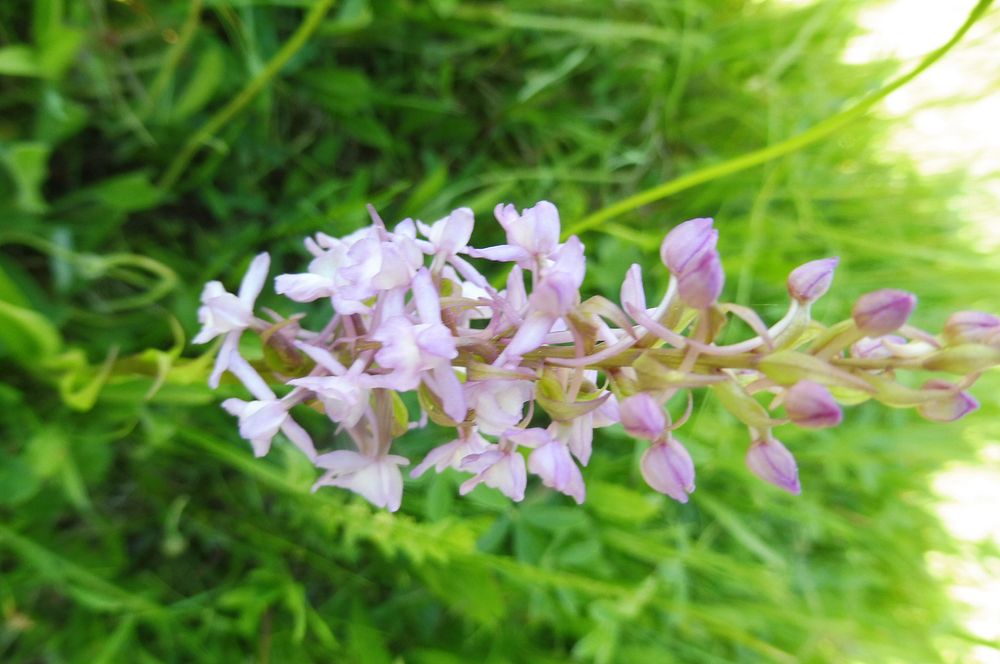  Loukami Bílých Karpat na Velkou Javořinu  