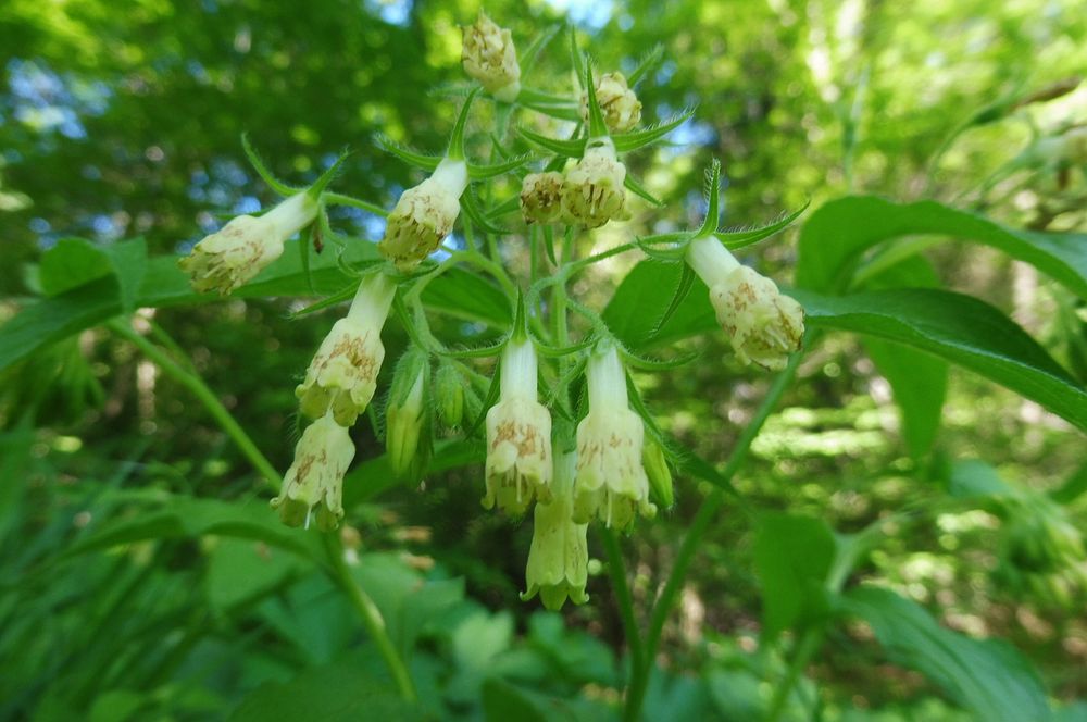  Loukami Bílých Karpat na Velkou Javořinu  