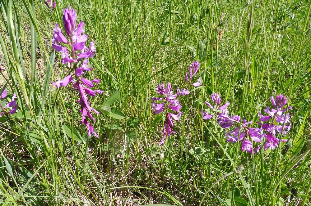  Loukami Bílých Karpat na Velkou Javořinu  
