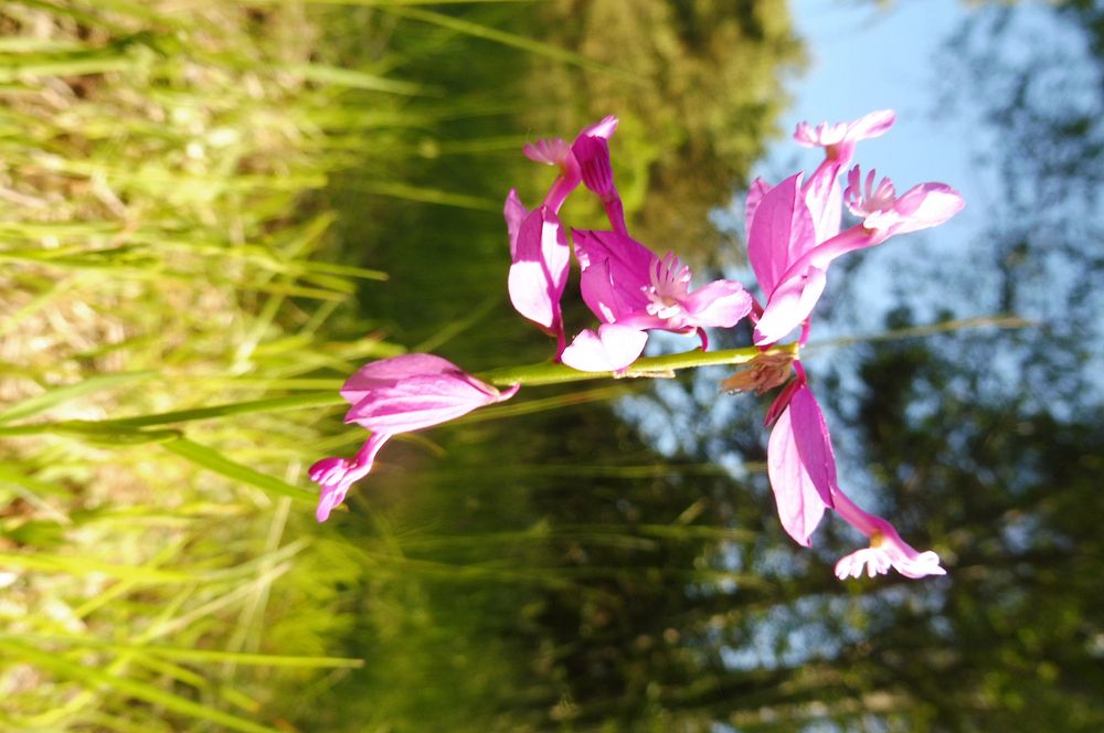  Loukami Bílých Karpat na Velkou Javořinu  