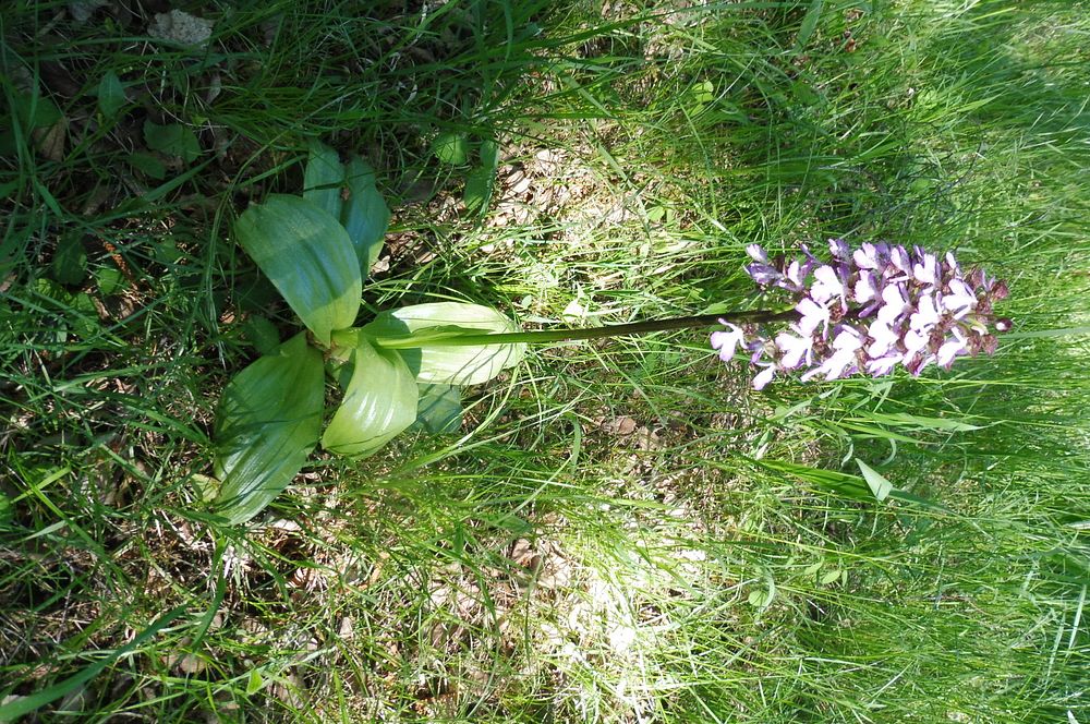  Loukami Bílých Karpat na Velkou Javořinu  