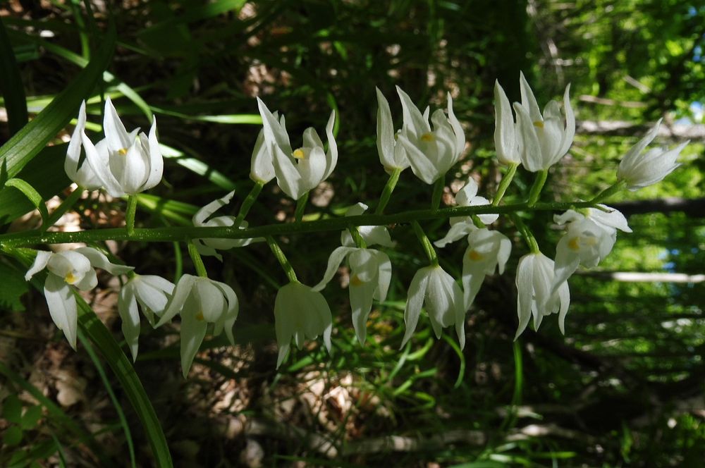  Loukami Bílých Karpat na Velkou Javořinu  
