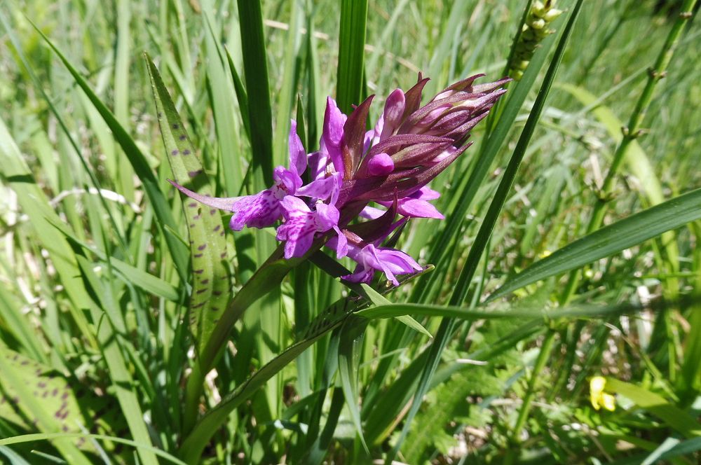  Loukami Bílých Karpat na Velkou Javořinu  