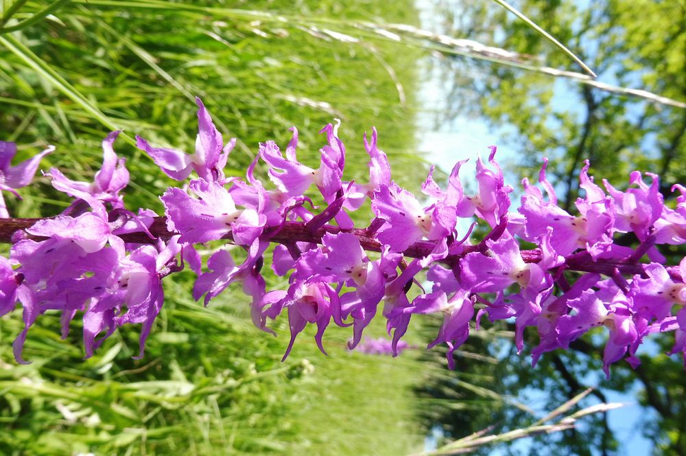  Loukami Bílých Karpat na Velkou Javořinu  