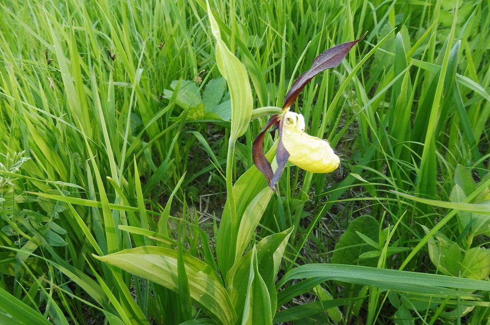  Loukami Bílých Karpat na Velkou Javořinu  