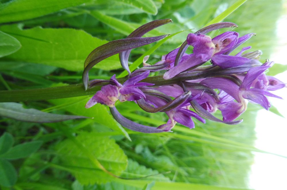  Loukami Bílých Karpat na Velkou Javořinu  