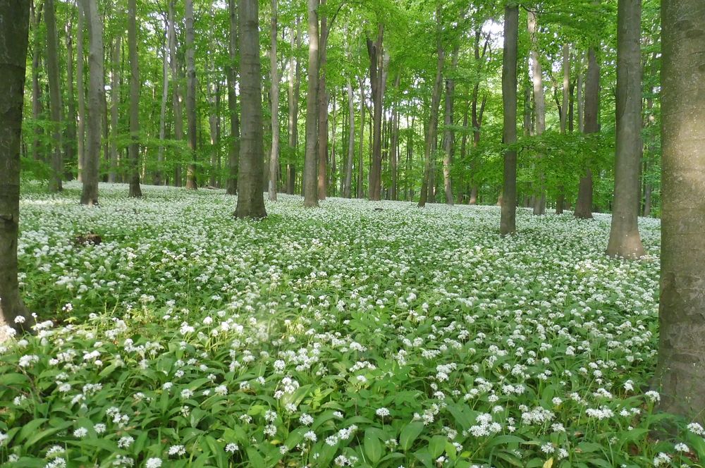  Loukami Bílých Karpat na Velkou Javořinu  
