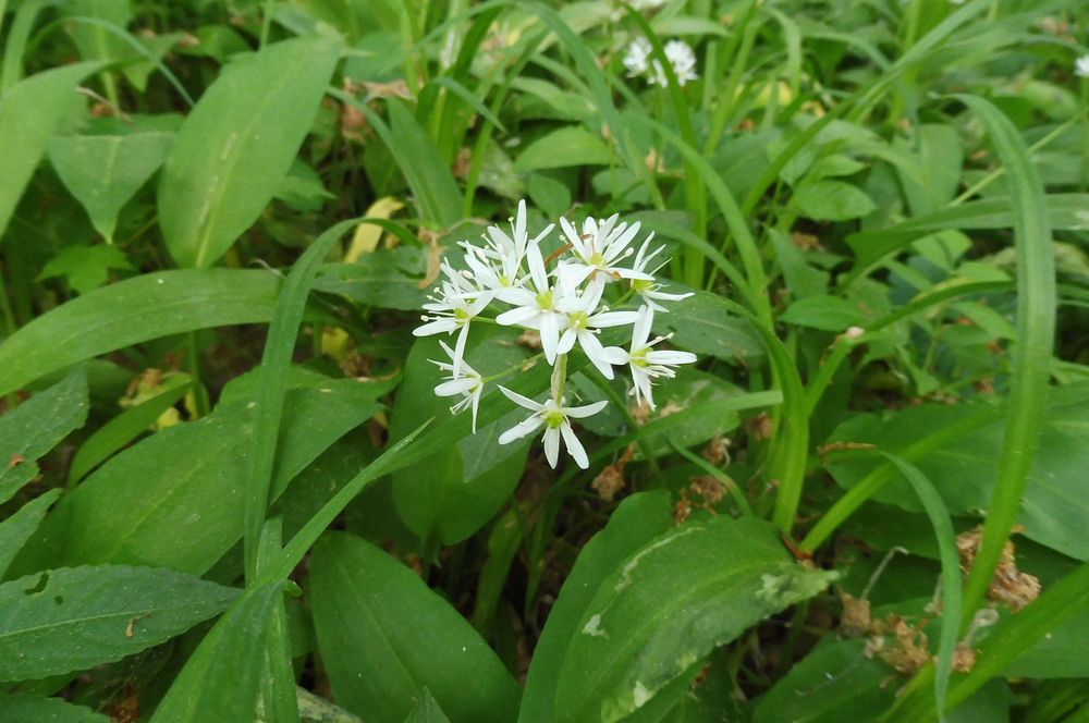  Loukami Bílých Karpat na Velkou Javořinu  