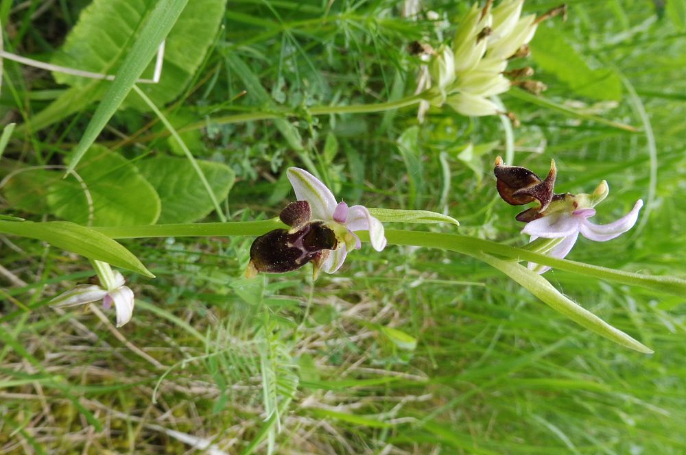  Loukami Bílých Karpat na Velkou Javořinu  