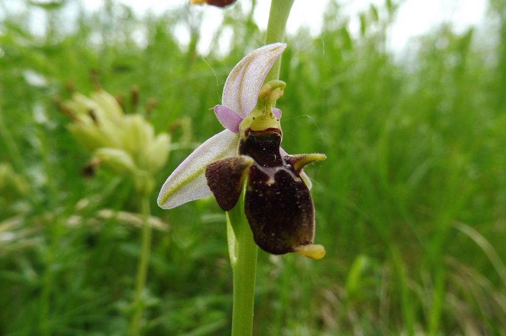  Loukami Bílých Karpat na Velkou Javořinu  