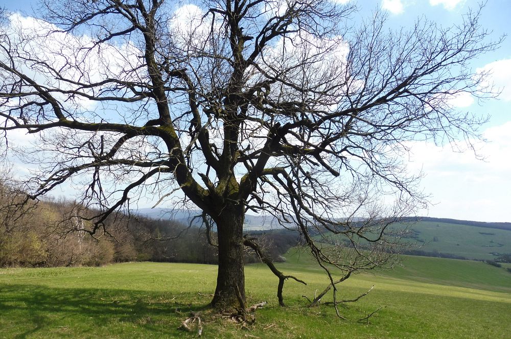 Žalostinská vrchovina