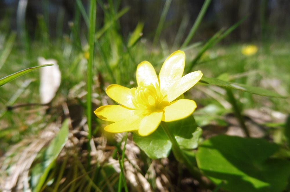 Žalostinská vrchovina