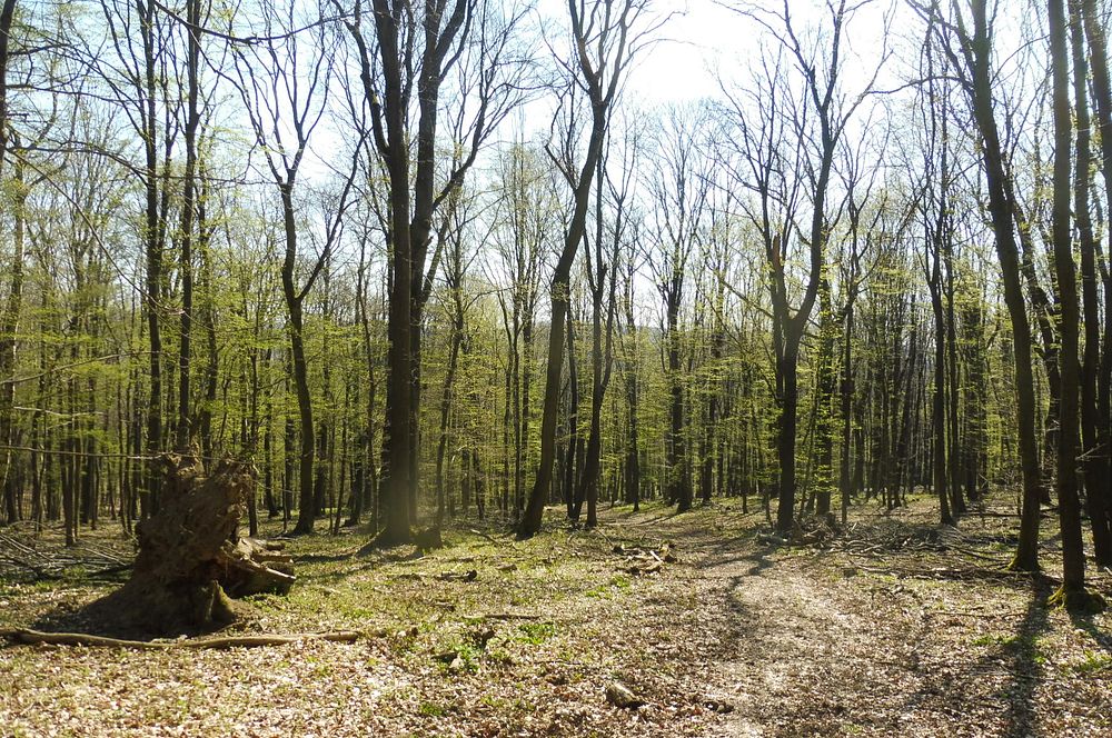 Žalostinská vrchovina