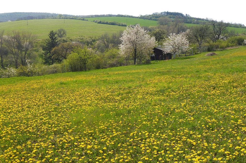 Žalostinská vrchovina