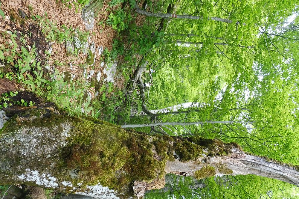 Kytičkový zájezd do pohoří Velebit a do Dalmácie.