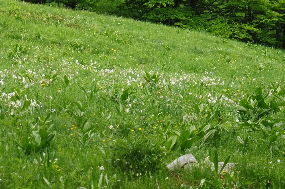 Kytičkový zájezd do pohoří Velebit a do Dalmácie.
