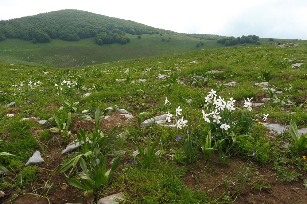 Kytičkový zájezd do pohoří Velebit a do Dalmácie.