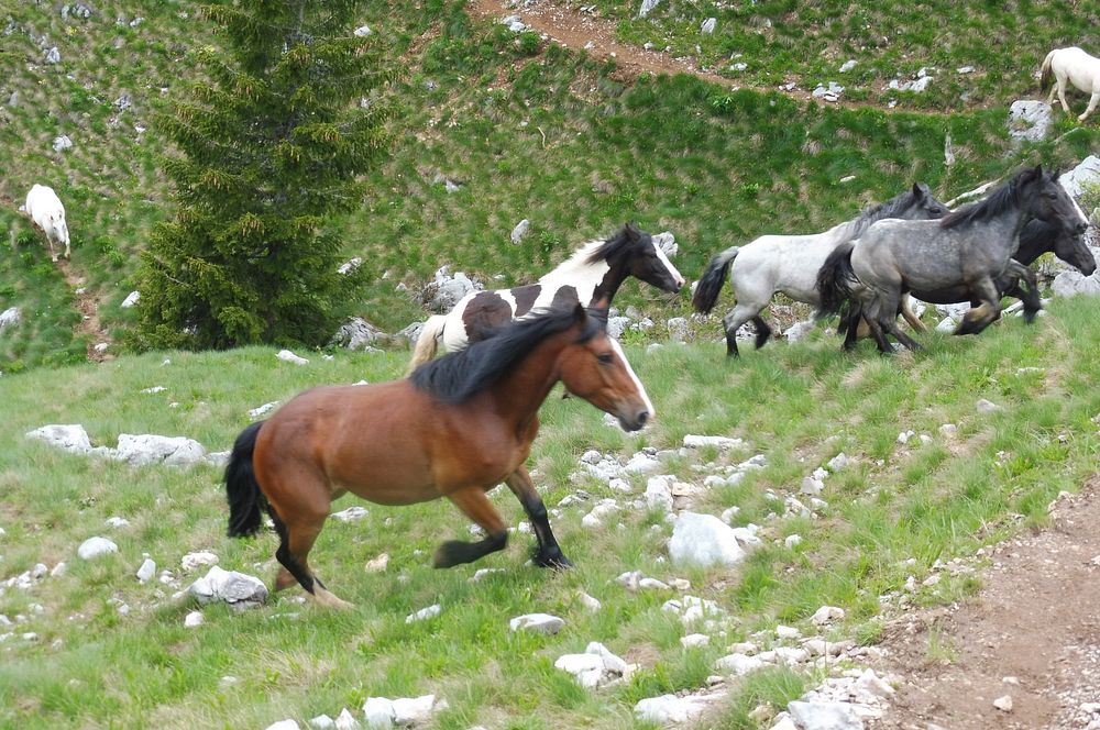 Kytičkový zájezd do pohoří Velebit a do Dalmácie.