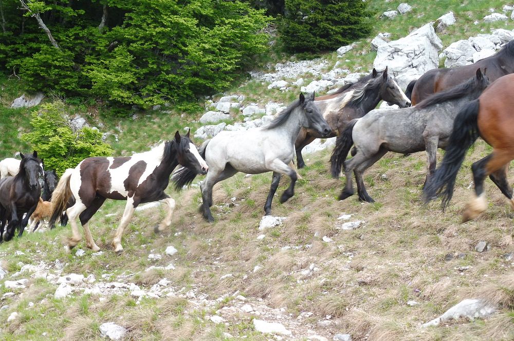 Kytičkový zájezd do pohoří Velebit a do Dalmácie.