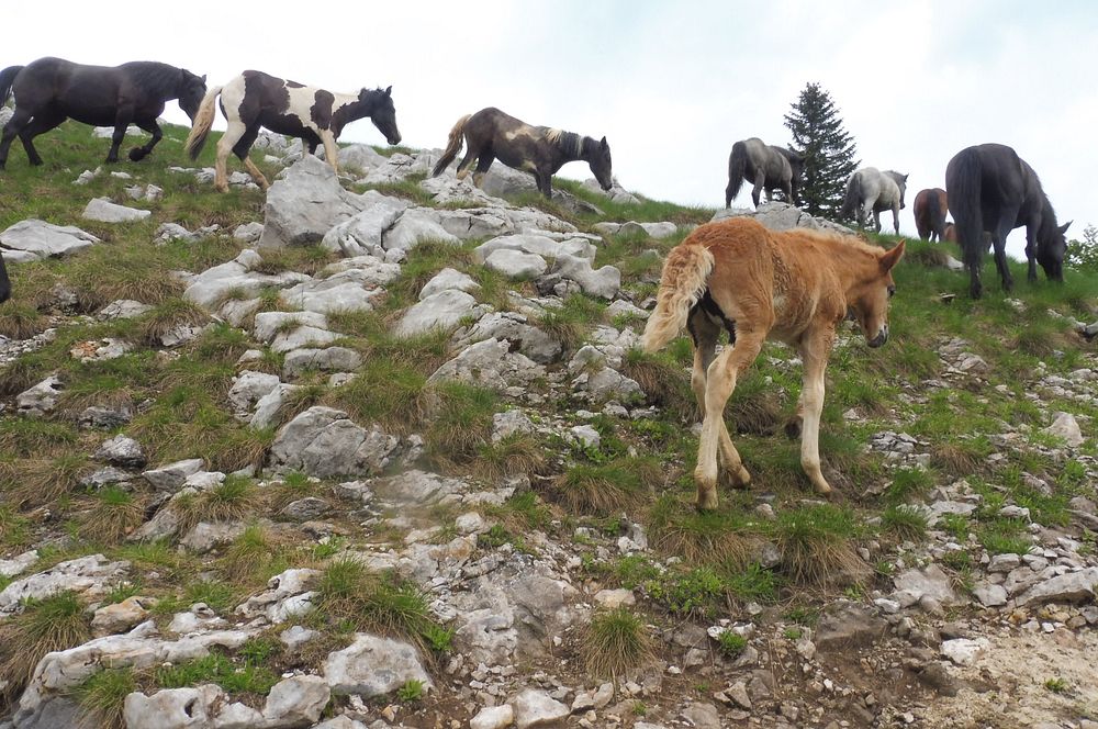 Kytičkový zájezd do pohoří Velebit a do Dalmácie.