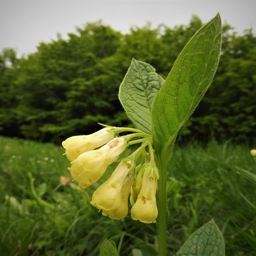 Kytičkový zájezd do pohoří Velebit a do Dalmácie.