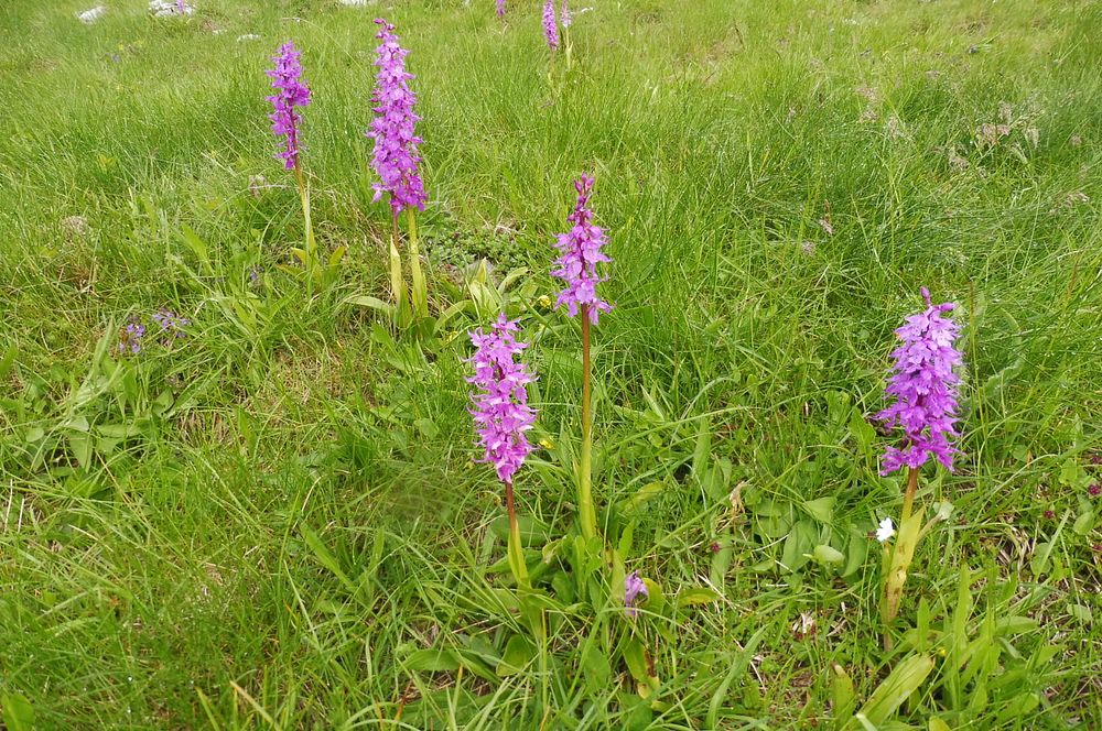 Kytičkový zájezd do pohoří Velebit a do Dalmácie.