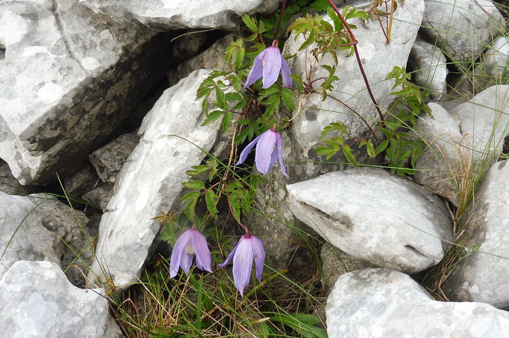 Kytičkový zájezd do pohoří Velebit a do Dalmácie.
