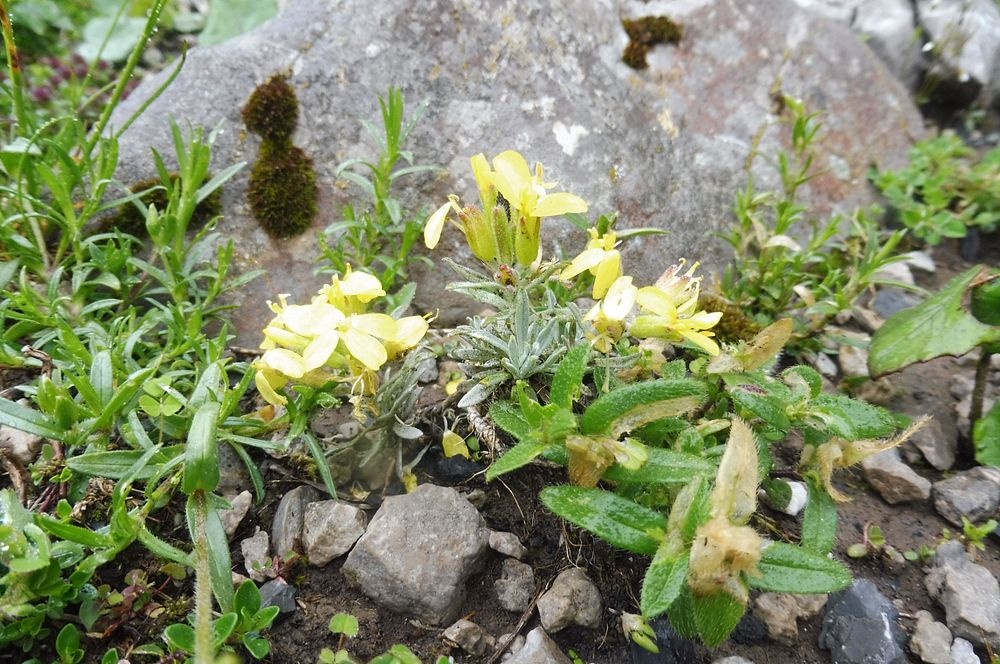 Kytičkový zájezd do pohoří Velebit a do Dalmácie.
