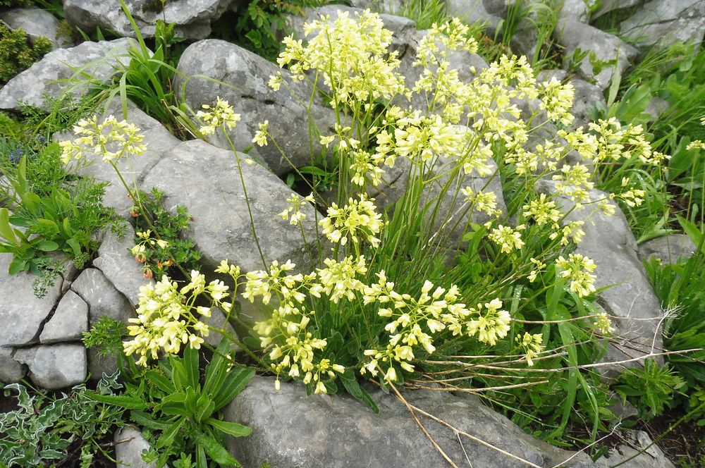 Kytičkový zájezd do pohoří Velebit a do Dalmácie.