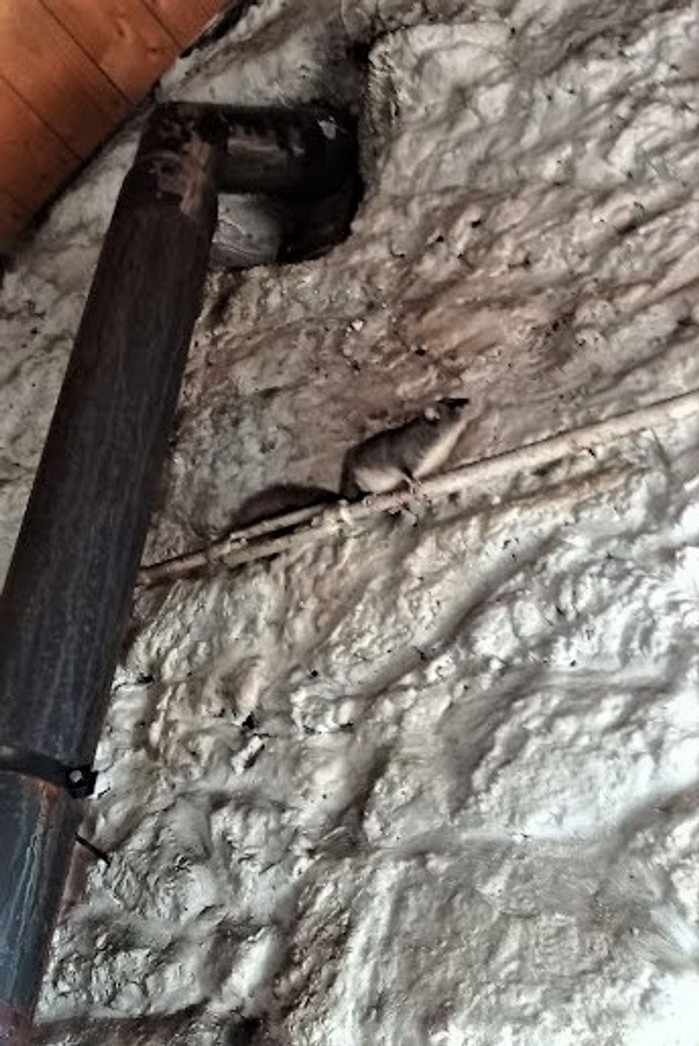 Kytičkový zájezd do pohoří Velebit a do Dalmácie.