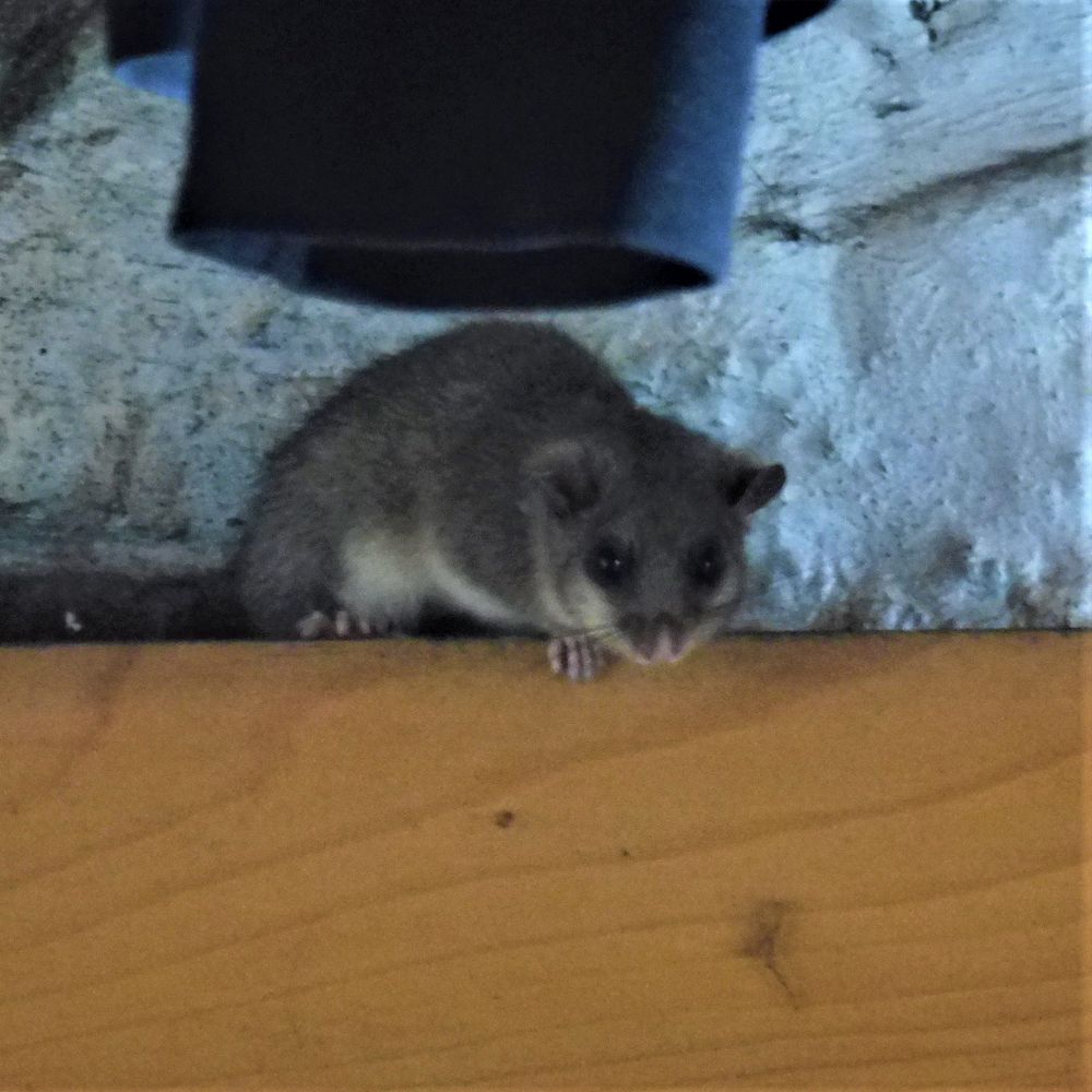 Kytičkový zájezd do pohoří Velebit a do Dalmácie.