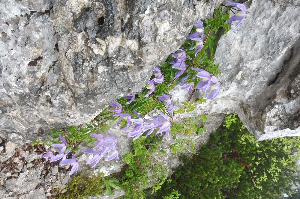 Kytičkový zájezd do pohoří Velebit a do Dalmácie.