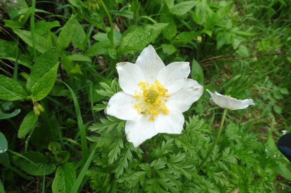Kytičkový zájezd do pohoří Velebit a do Dalmácie.