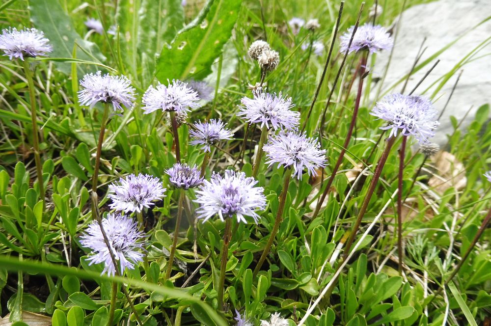 Kytičkový zájezd do pohoří Velebit a do Dalmácie.