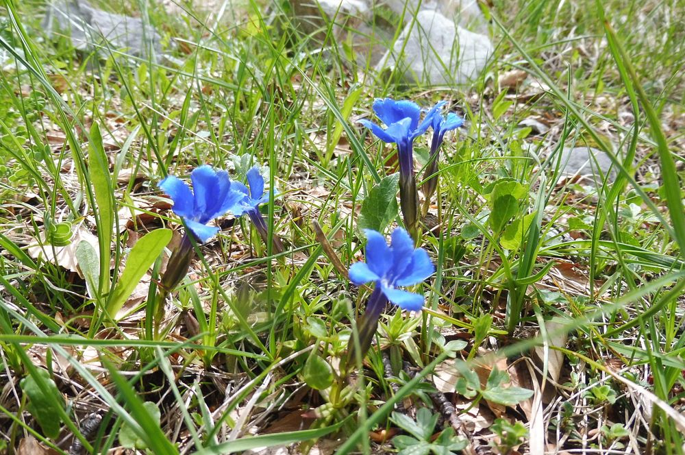 Kytičkový zájezd do pohoří Velebit a do Dalmácie.