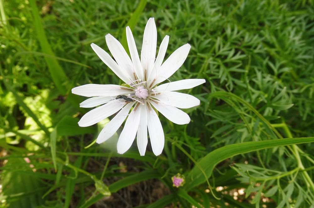 Kytičkový zájezd do pohoří Velebit a do Dalmácie.