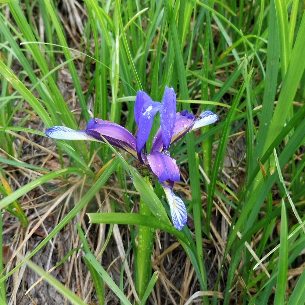 Kytičkový zájezd do pohoří Velebit a do Dalmácie.