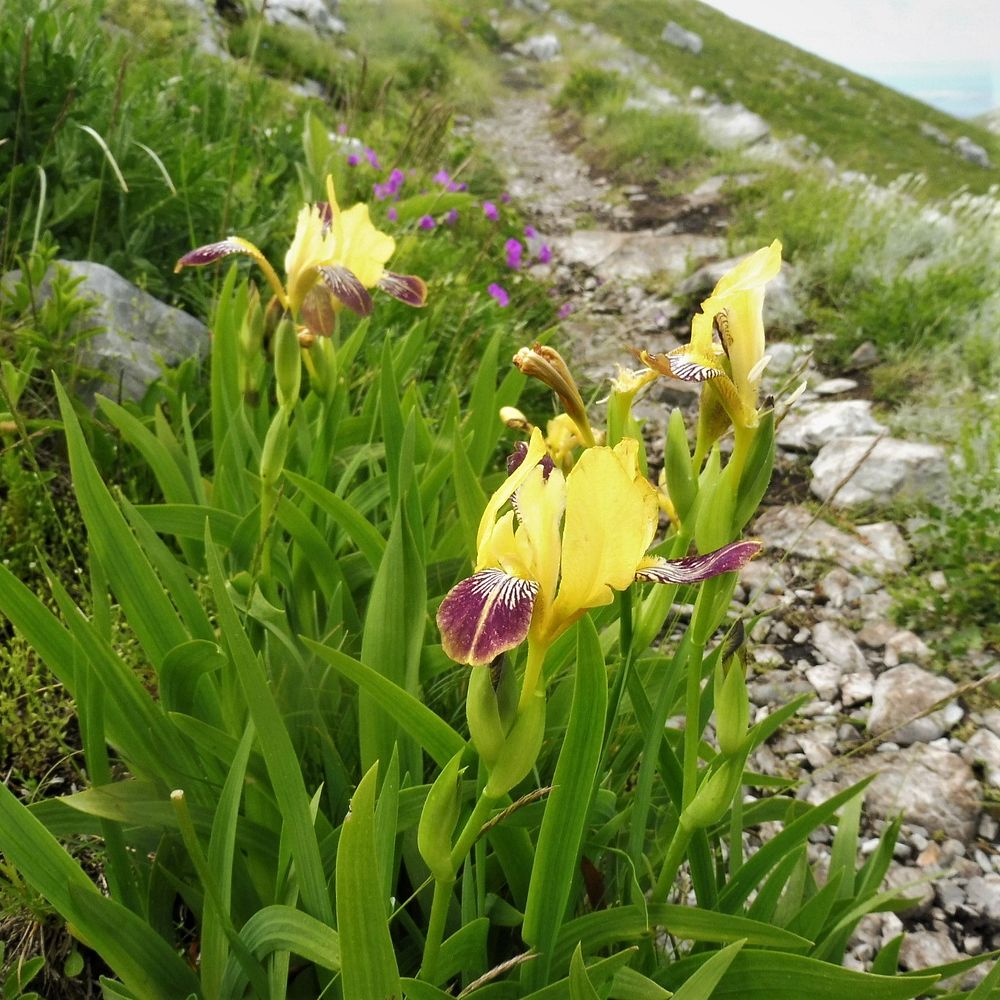 Kytičkový zájezd do pohoří Velebit a do Dalmácie.