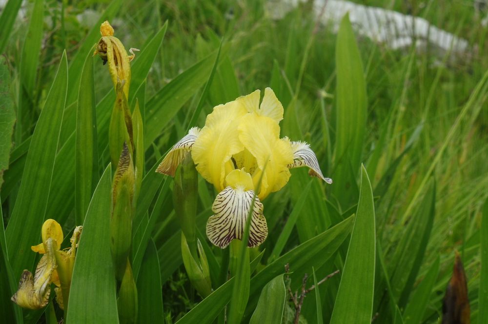 Kytičkový zájezd do pohoří Velebit a do Dalmácie.