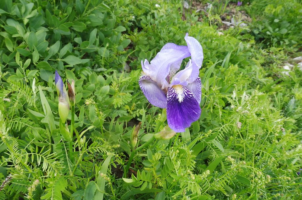 Kytičkový zájezd do pohoří Velebit a do Dalmácie.