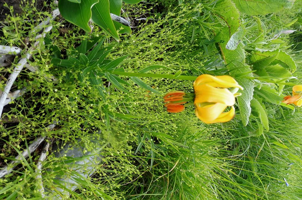 Kytičkový zájezd do pohoří Velebit a do Dalmácie.